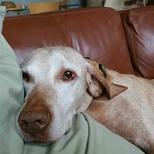 Meet your Posher, Cookie